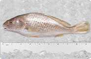 Croaker