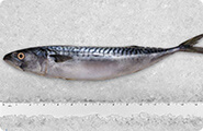 Mackerel (Atlantic)