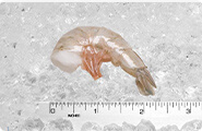 Shrimp 41-50 HDLS S/ON White