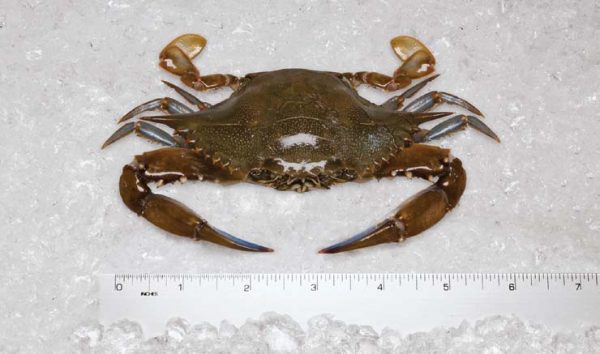 Crab IQF Blue