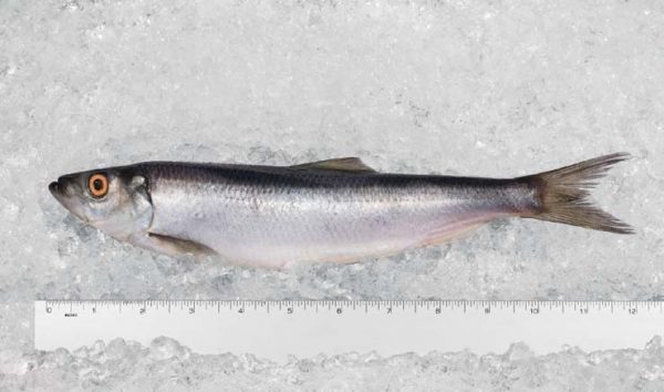 Herring Norwegian Atlantic