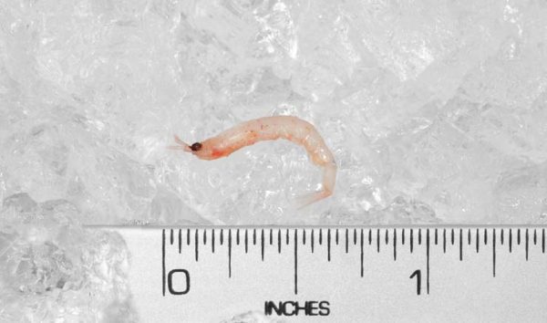 Krill Pacifica