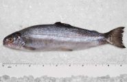Trout Rainbow 10 inch & under