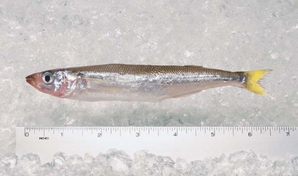 Smelt Peruvian IQF